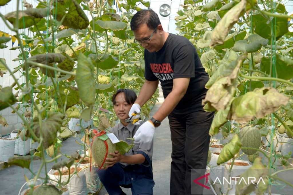 Rumah tanam melon hidroponik hadir di&nbsp;DIY